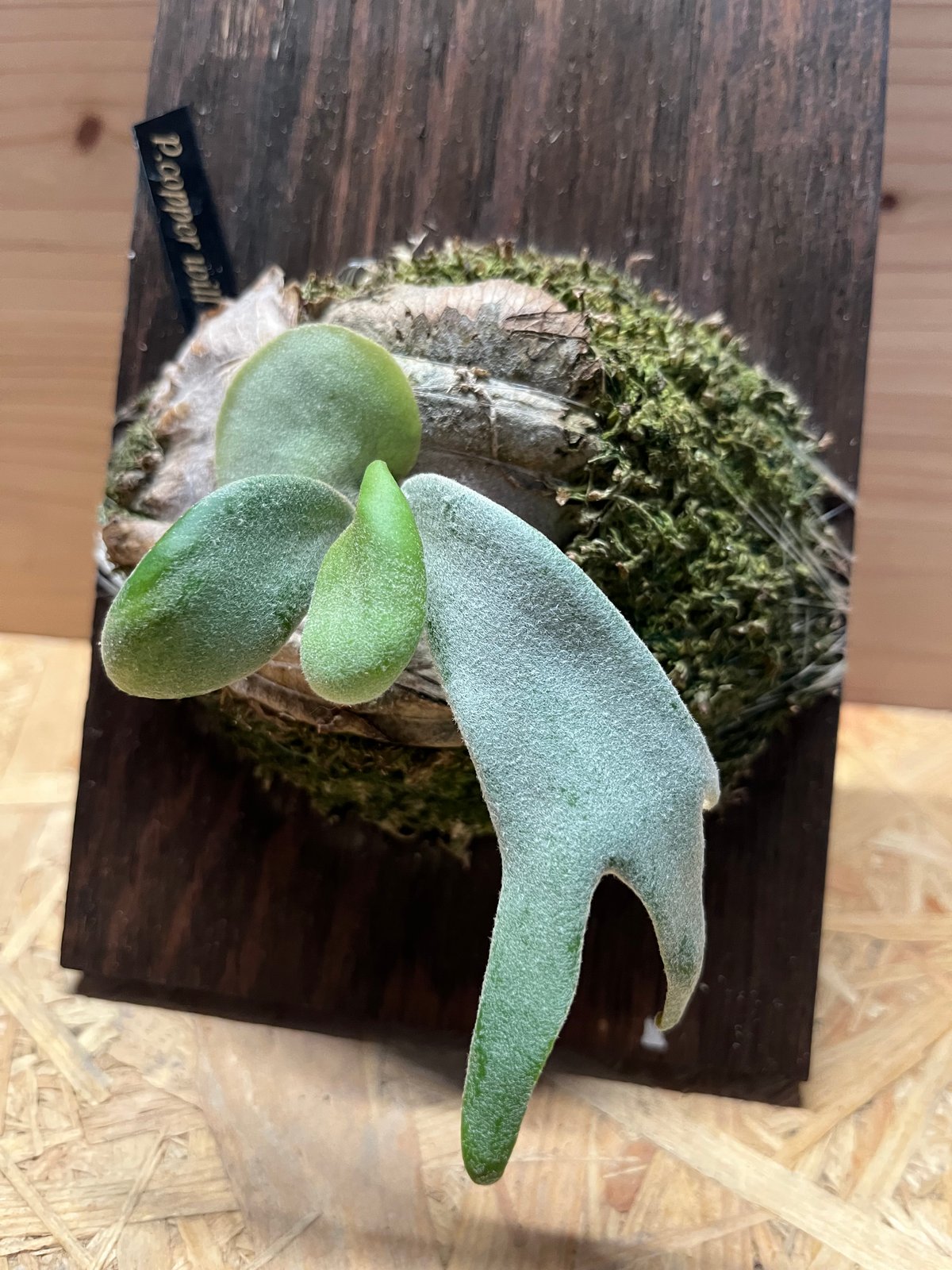 【親株】P. willinckii copper will ビカクシダ 親株】P. willinckii copper will ビカクシダ 観葉植物