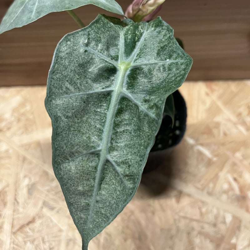 アロカシア　シンポ　バリエガータ アロカシア アマゾニカ ポリー ピンクバリエガータ | GREEN LUCK