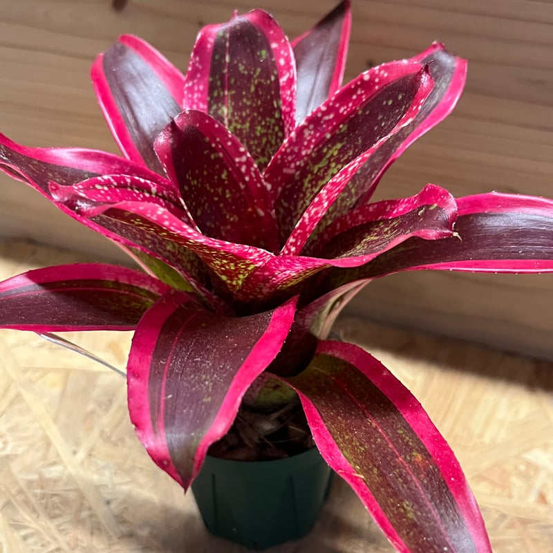 ネオレゲリア スプリッツァー | GREEN LUCK