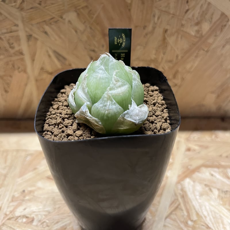 ハオルチア ロックウッディー | GREEN LUCK