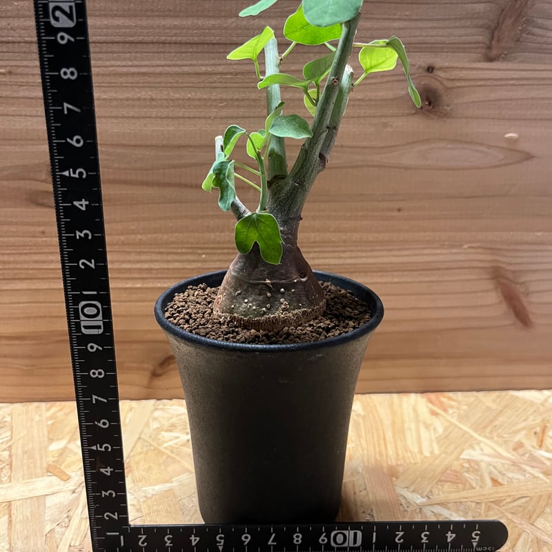 アデニア スピノーサ | GREEN LUCK