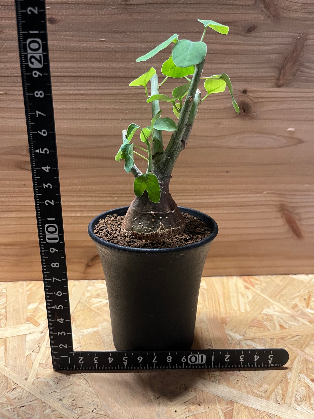 fit=scale-down,w=1200