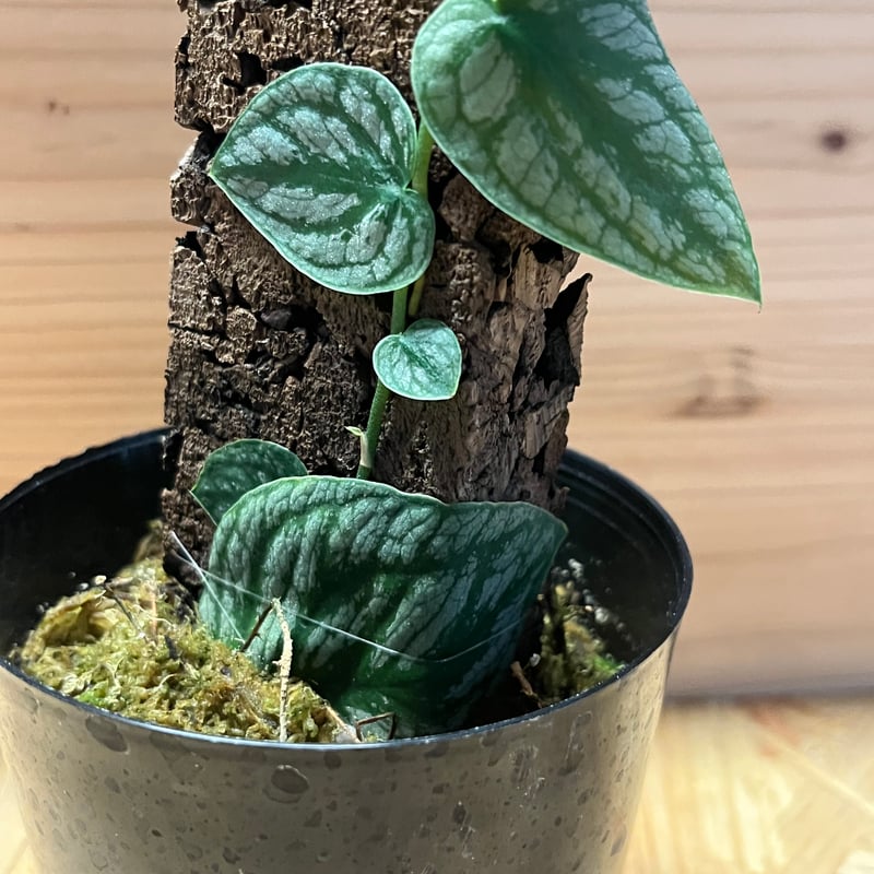 超レア モンステラ デュビア観葉植物