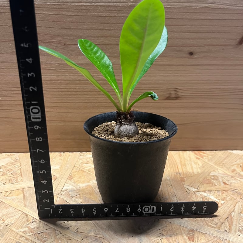 ユーフォルビア ラメナ | GREEN LUCK