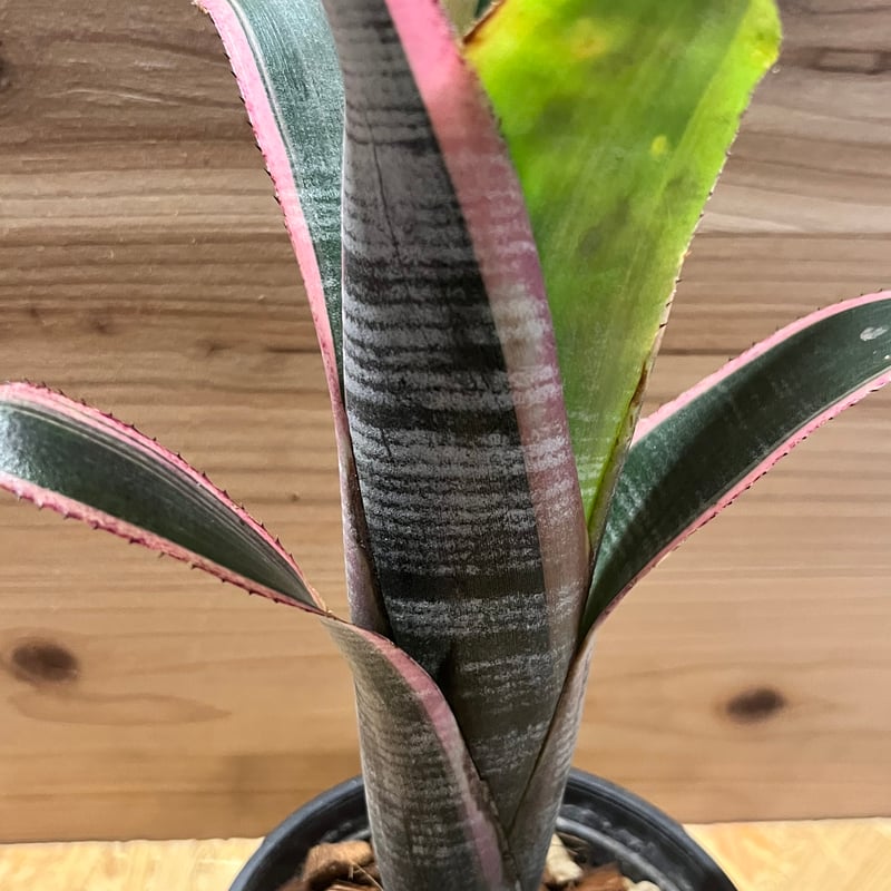 835さん専用ビルベルギア ラルフグラハムフレンチとマーブルシャーク 835さん専用ビルベルギア ラルフグラハムフレンチとマーブル