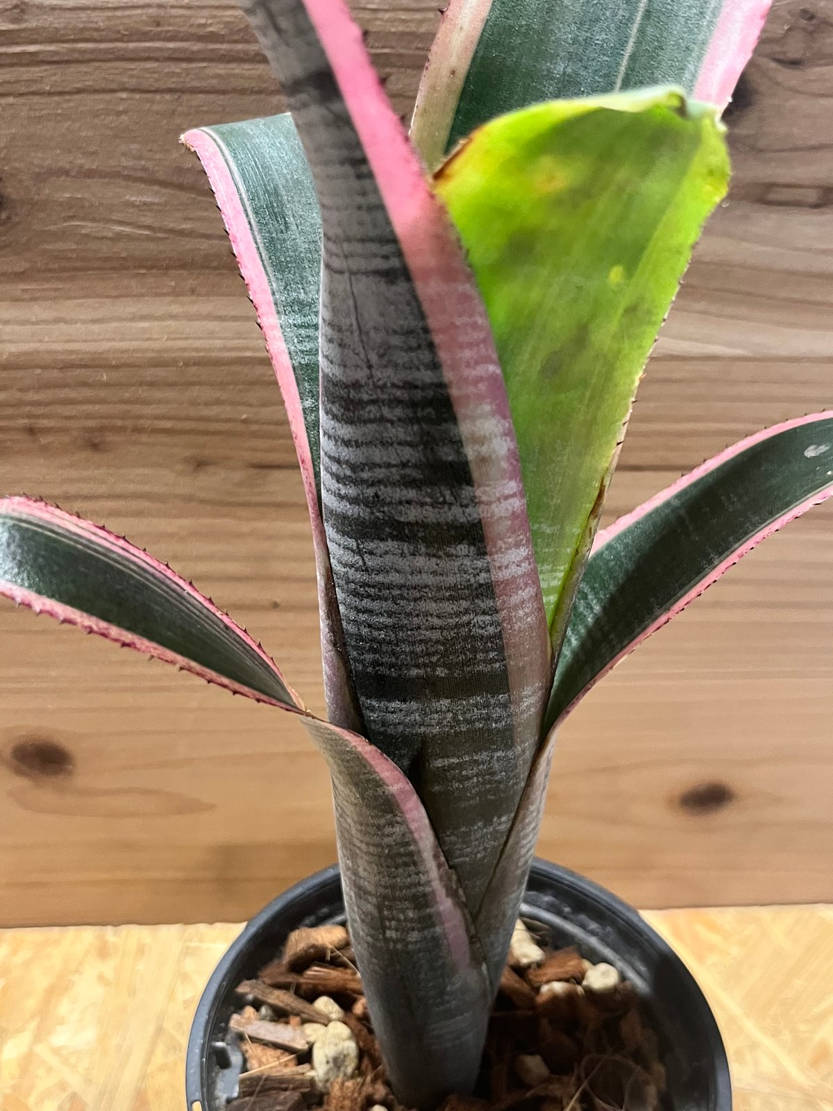 ビルベルギア ビッタータ 'ラルフグラハムフレンチ' | GREEN LUCK