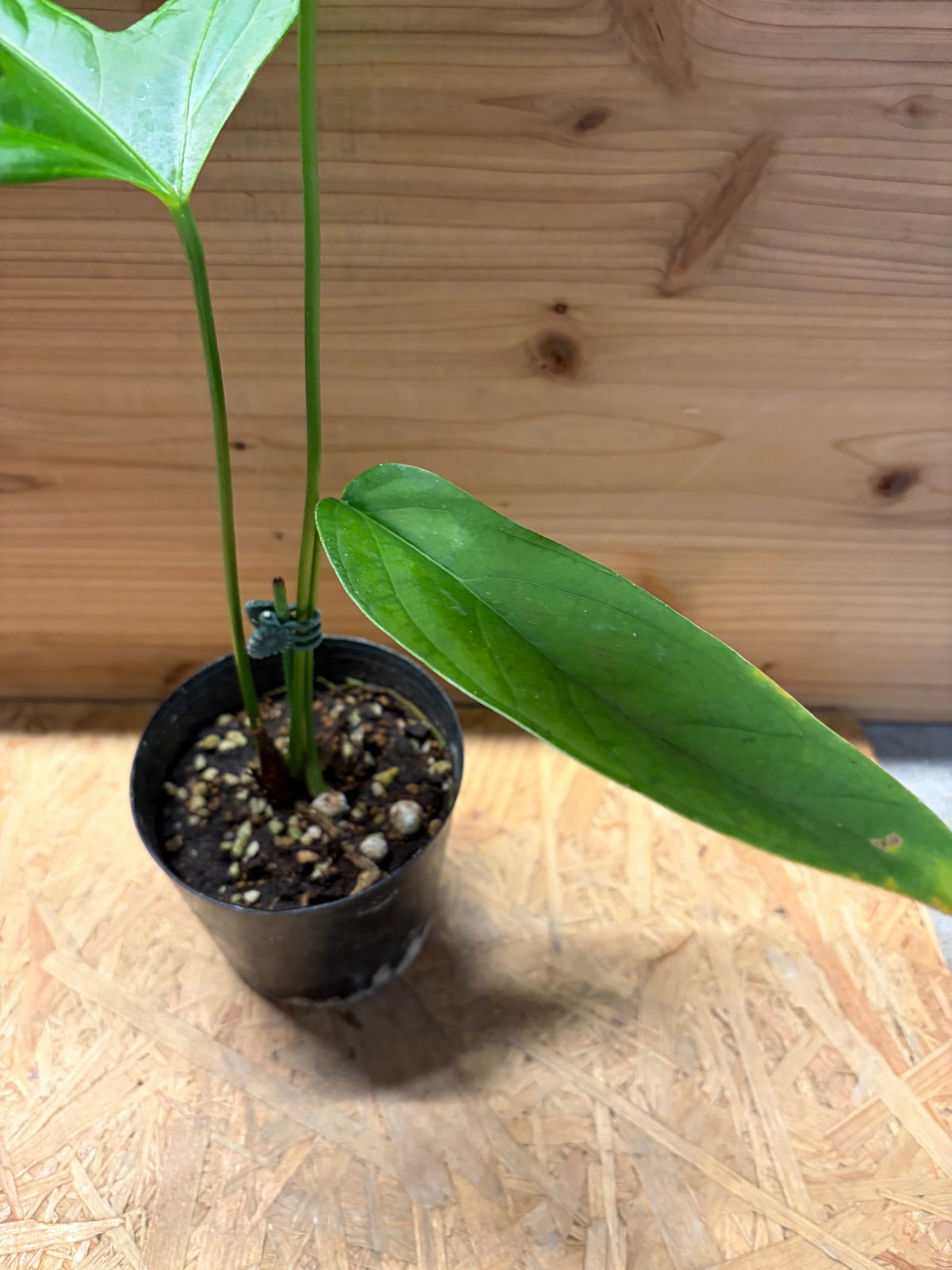 anthurium moronense アンスリウム　モロネンセ　希少　原種 アンスリウム モロネンセ | GREEN LUCK