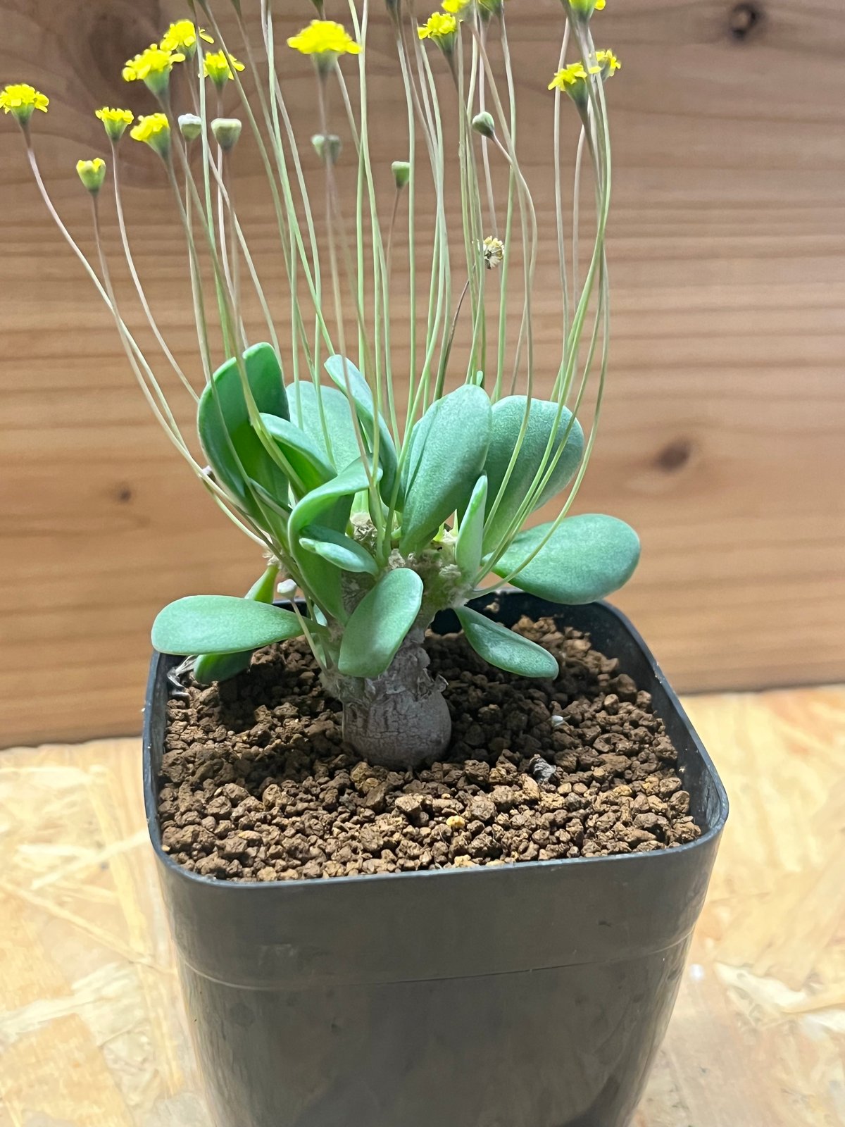 オトンナ ピグマエア | GREEN LUCK