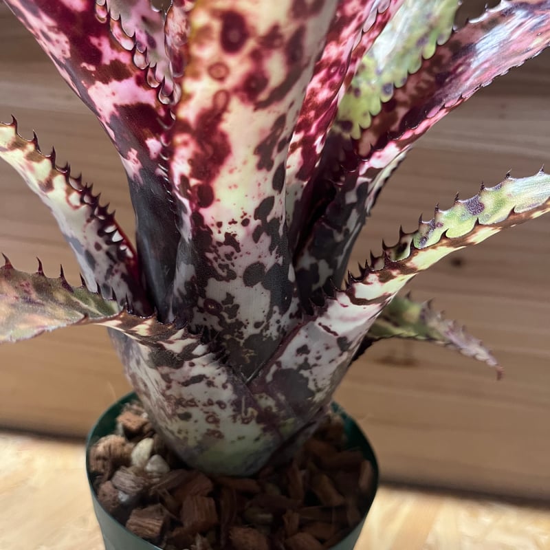 エクメア オーランディアナ レインボー | GREEN LUCK