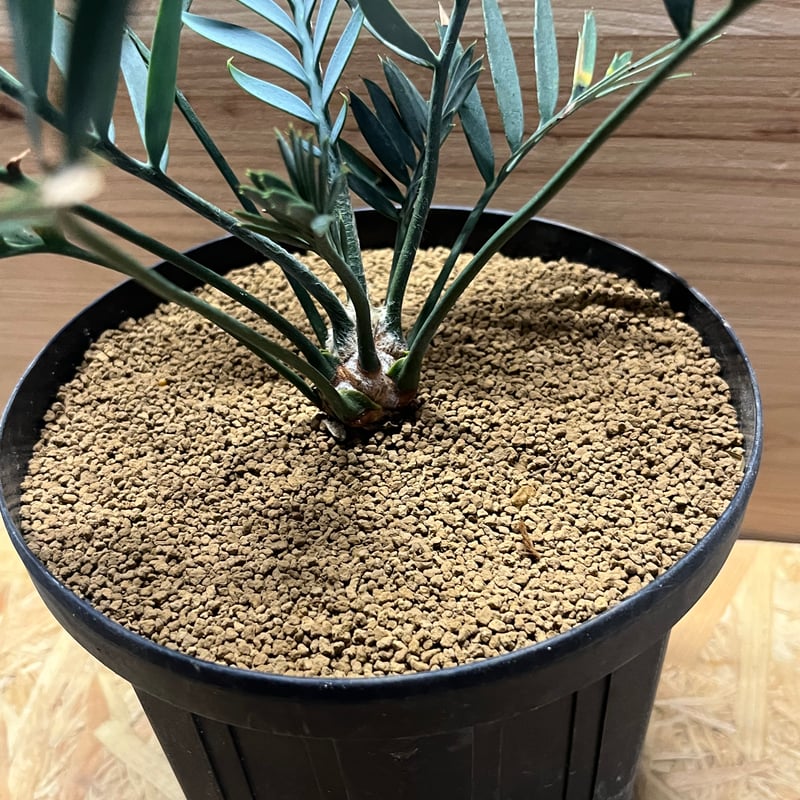 エンセファラルトス レーマニー | GREEN LUCK