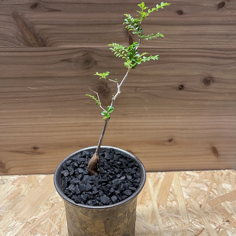 オペルクリカリア　パキプス　9年目の実生株 陶器鉢付き オペルクリカリア パキプス 実生 9年目 陶器鉢