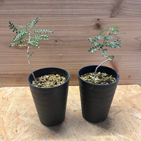 オペルクリカリアパキプス | STORES