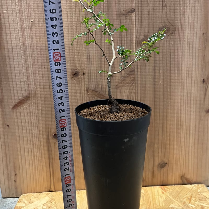 オペルクリカリア デカリー | GREEN LUCK