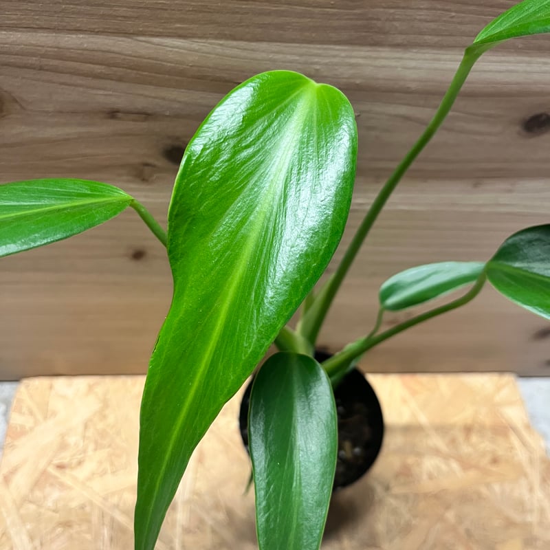 モンステラ バールマルクスフレーム | GREEN LUCK