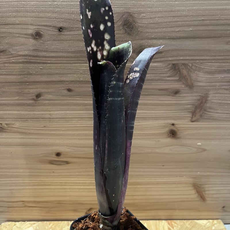 ビルベルギア　ダースベイダー ビルベルギア・ダースベーダー Billbergia Darth Vader( Bill