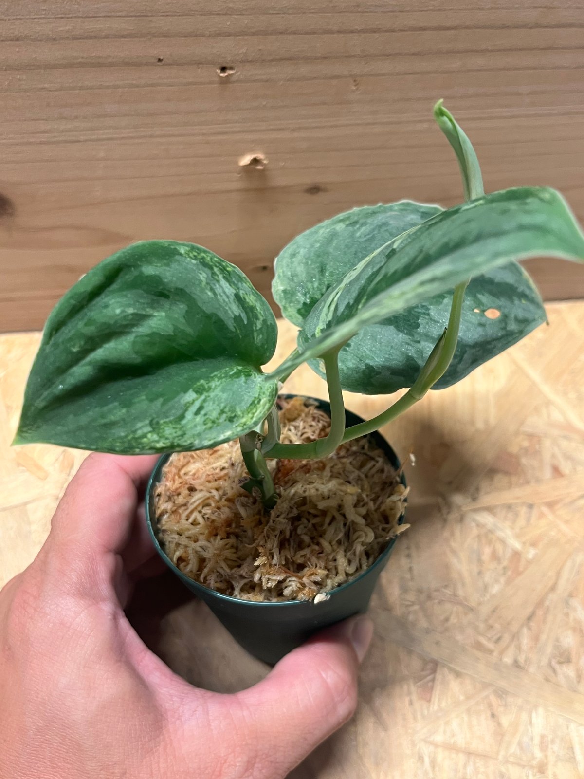 ①スキンダプサス アポラキ,スキンダプサス エキゾチカホログラム