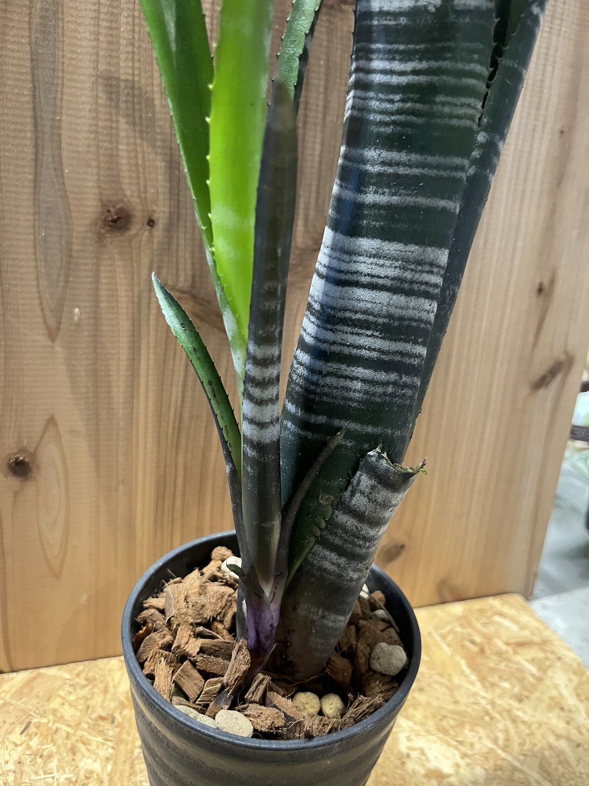 ビルベルギア ダースベイダー | GREEN LUCK