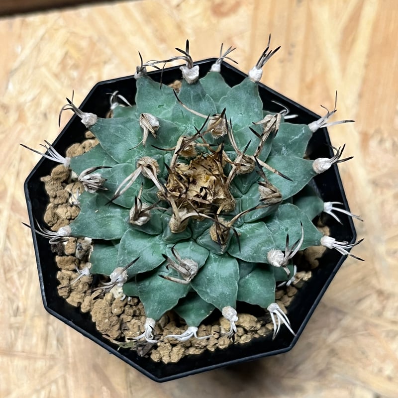 ツルビニカルプス 大疣アロンソイ | GREEN LUCK