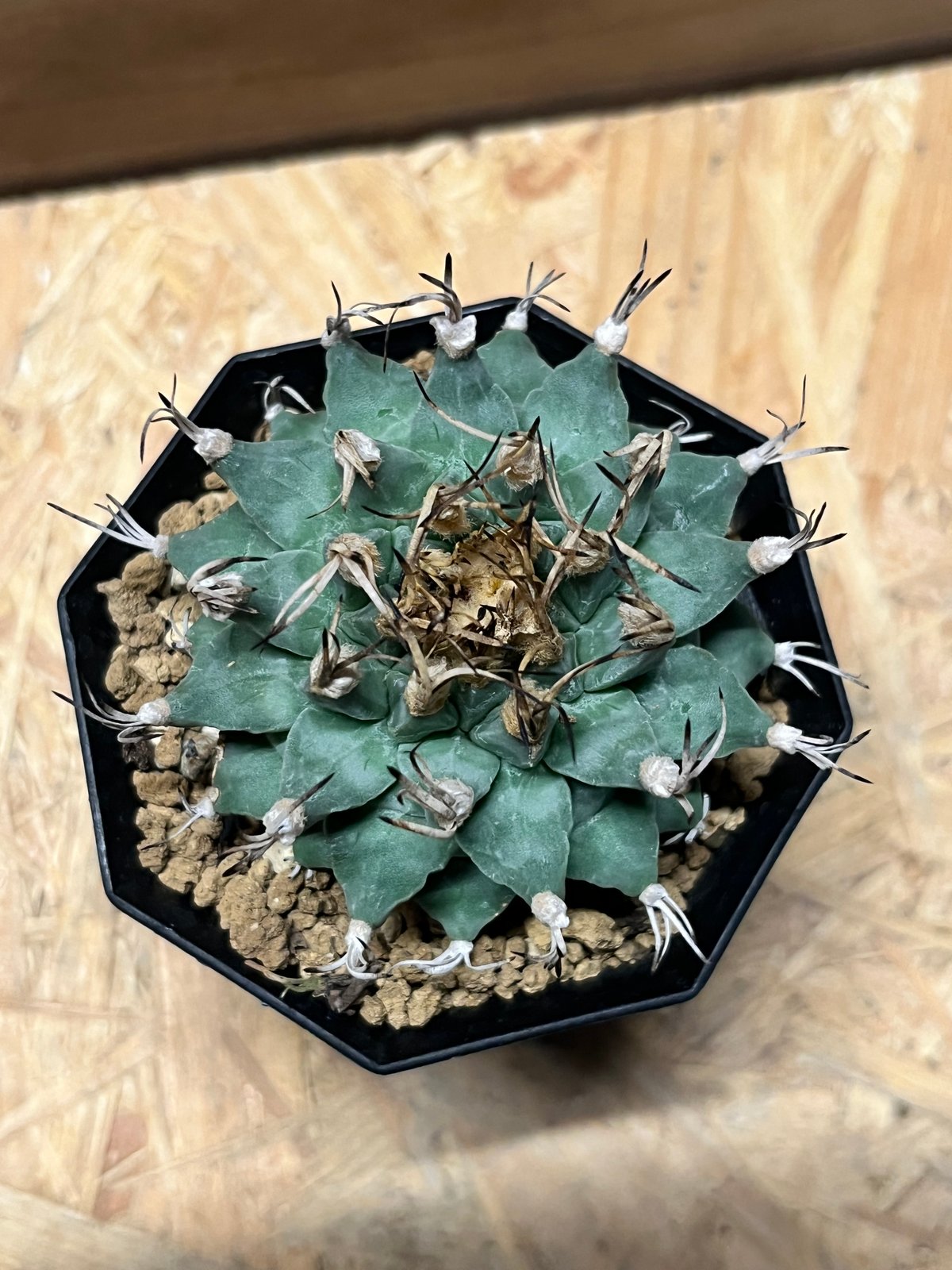 アロンソイ　大疣　実生 ツルビニカルプス 大疣アロンソイ | GREEN LUCK