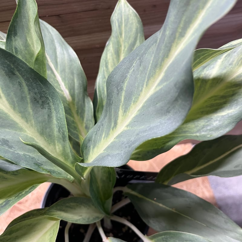 アグラオネマ　ゾニラ　1株 アグラオネマ 