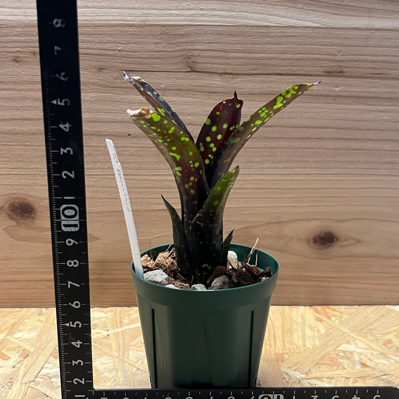 ネオレゲリア ドミノ | GREEN LUCK