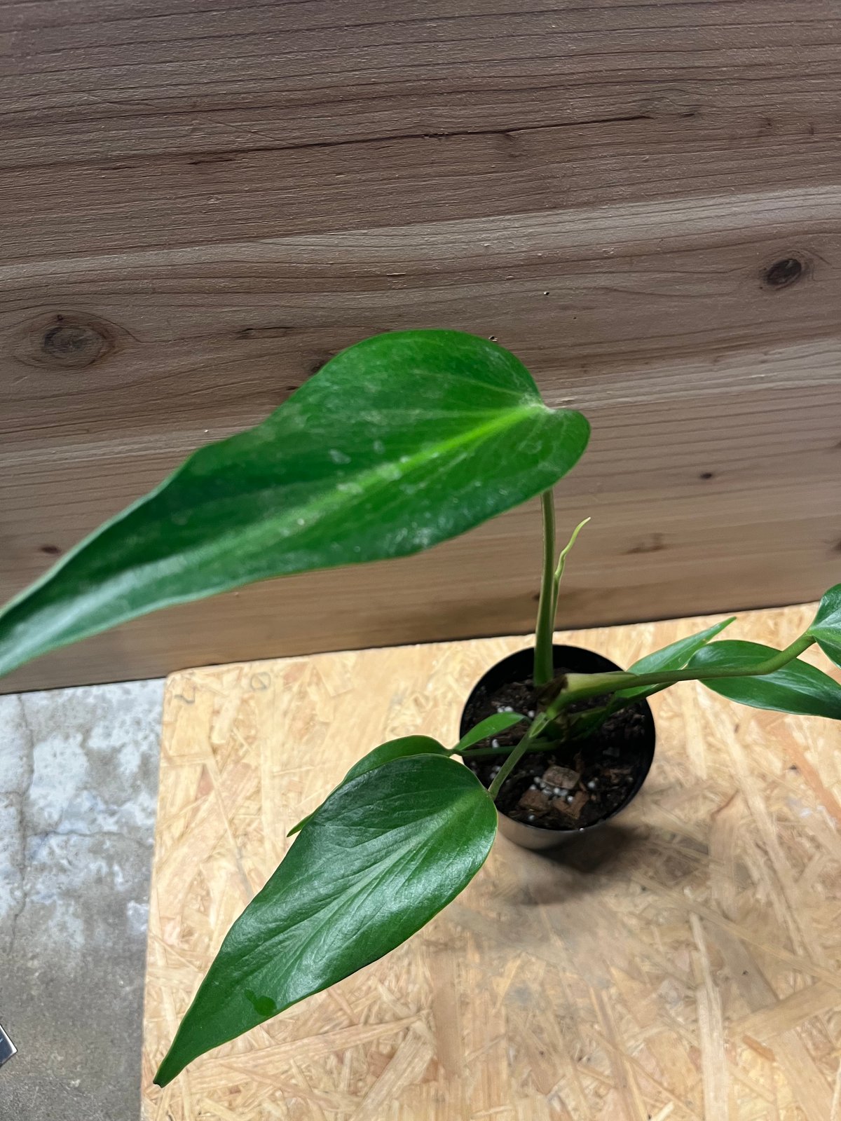 モンステラ バールマルクスフレーム | GREEN LUCK