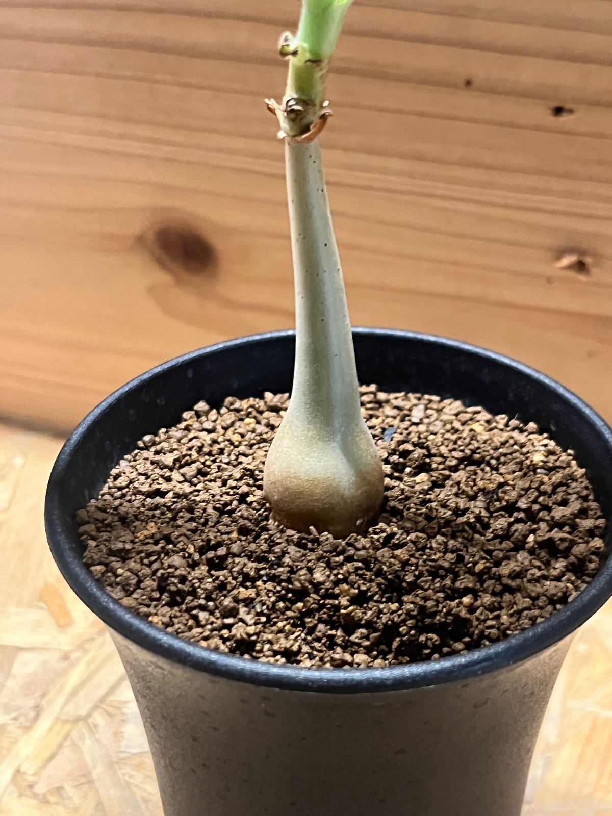 キフォステンマ ユター | GREEN LUCK