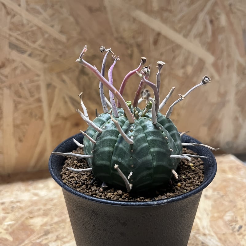 バリダ　ユーフォルビア ユーフォルビア バリダ | GREEN LUCK