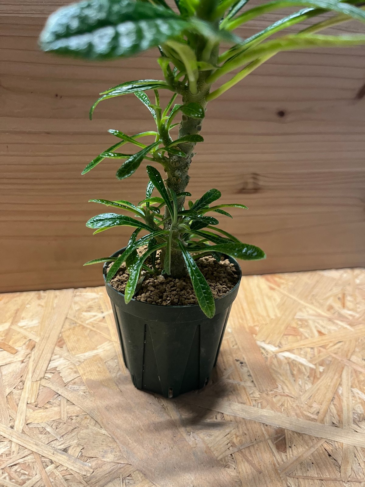 ドルステニア ギガス | GREEN LUCK