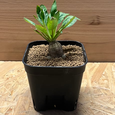 ユーフォルビアフィッシュボーン | STORES