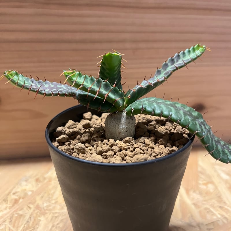 ユーフォルビア・ステラータ ユーフォルビア ステラータ 飛竜 Euphorbia stellata №2 | mana