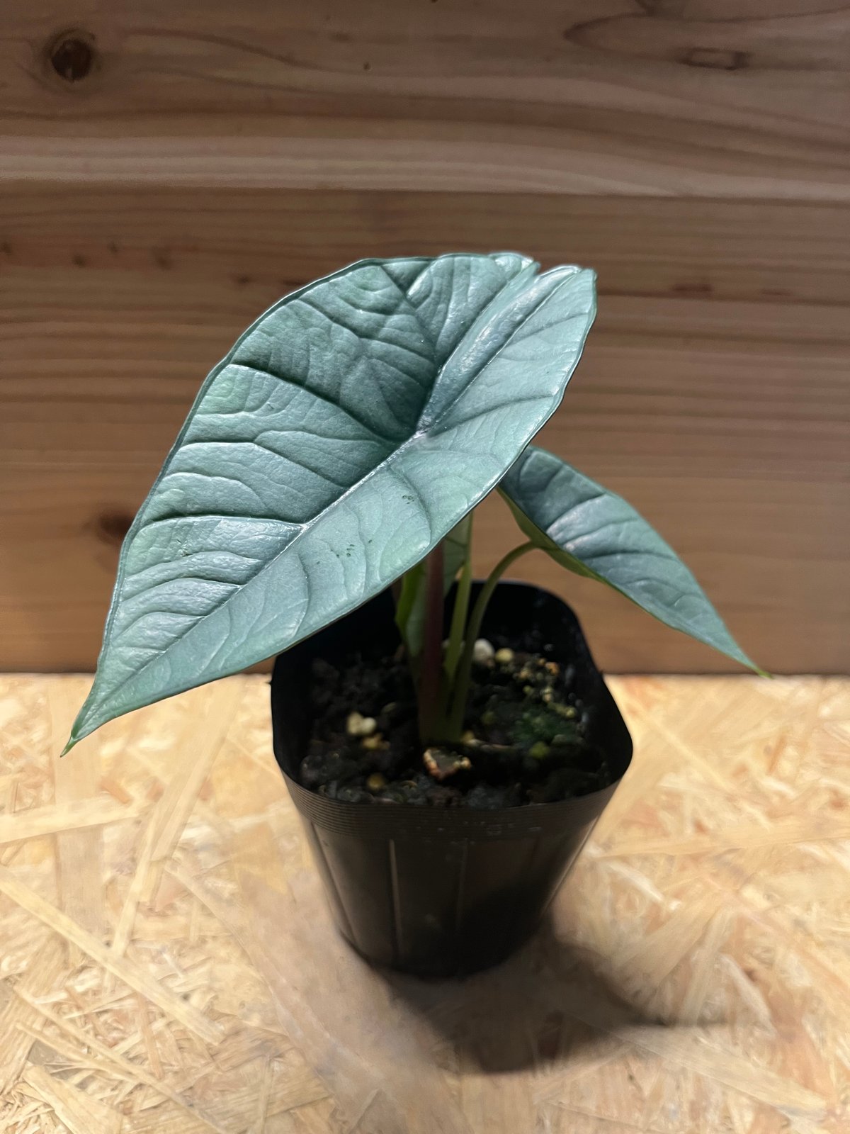 アロカシア プラチナム | GREEN LUCK