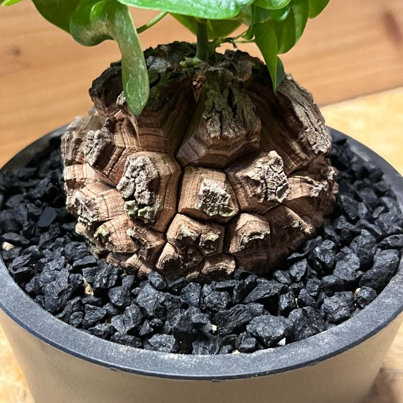 亀甲竜 ディオスコレア エレファンティペス | GREEN LUCK