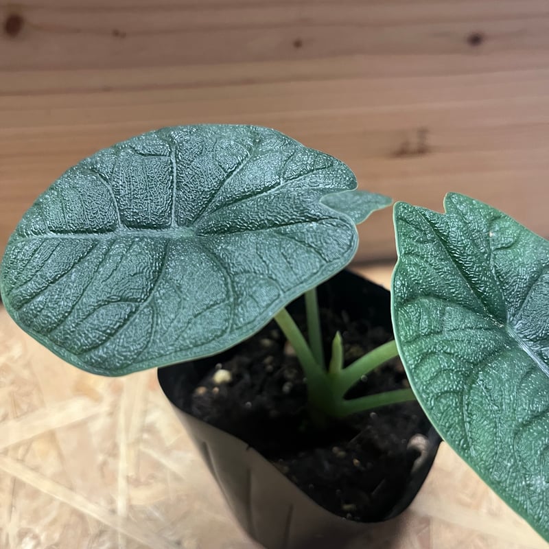 【レア】 アロカシア　メロ　斑入 アロカシア・メロ/ルゴサ 斑入り？ : r/RareHouseplants