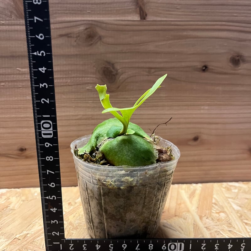 ビカクシダ リドレイ | GREEN LUCK