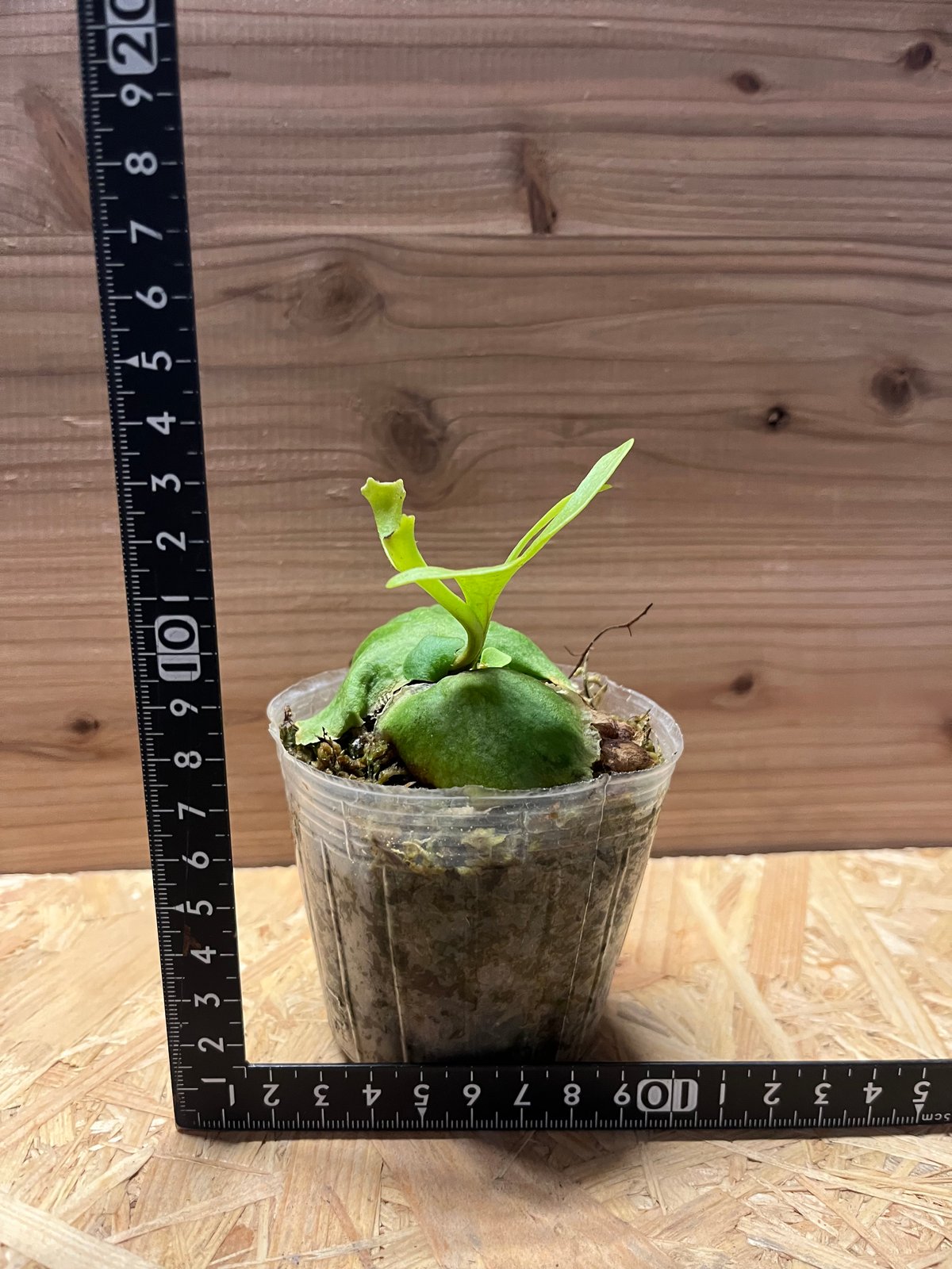 ビカクシダ リドレイ | GREEN LUCK