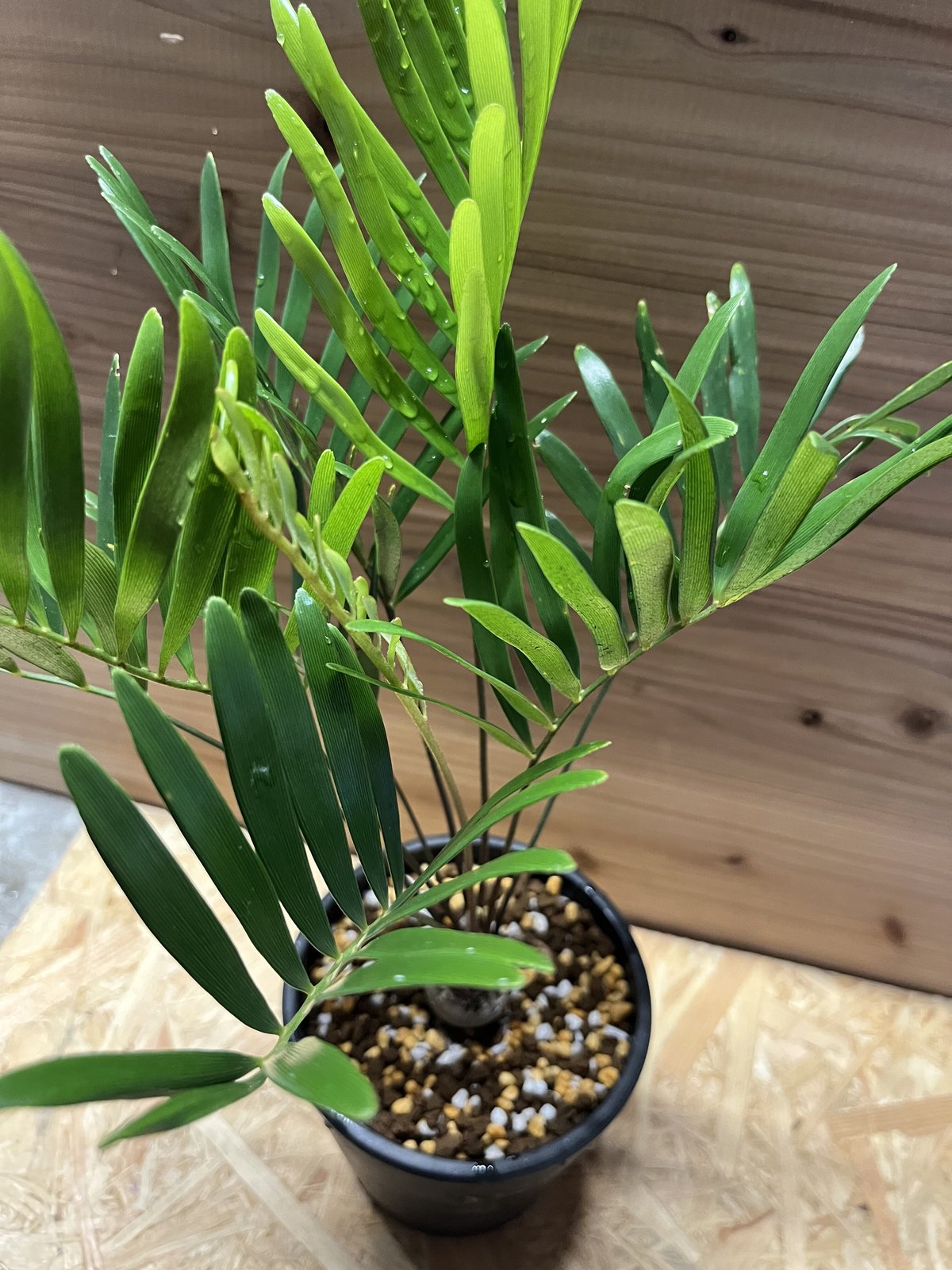 ザミア フロリダーナ | GREEN LUCK