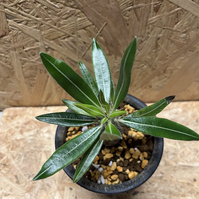 パキポディウム カクチペス | GREEN LUCK