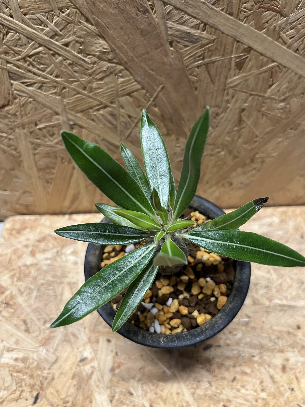 塊根植物　パキポディウム 　カクチペス パキポディウム カクチペス【観葉植物 2.5号ミニサイズ 塊根植物