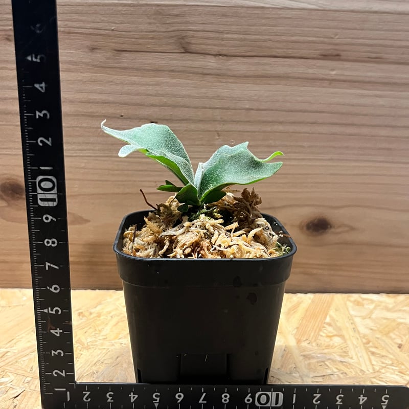 ビカクシダ イエロームーンドワーフ スポア | GREEN LUCK