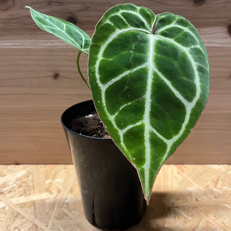 アンスリウム　大きめのクリスタリナム複数株　荒木植物園 アンスリウム 大きめのクリスタリナム複数株 荒木植物園 - メルカリ