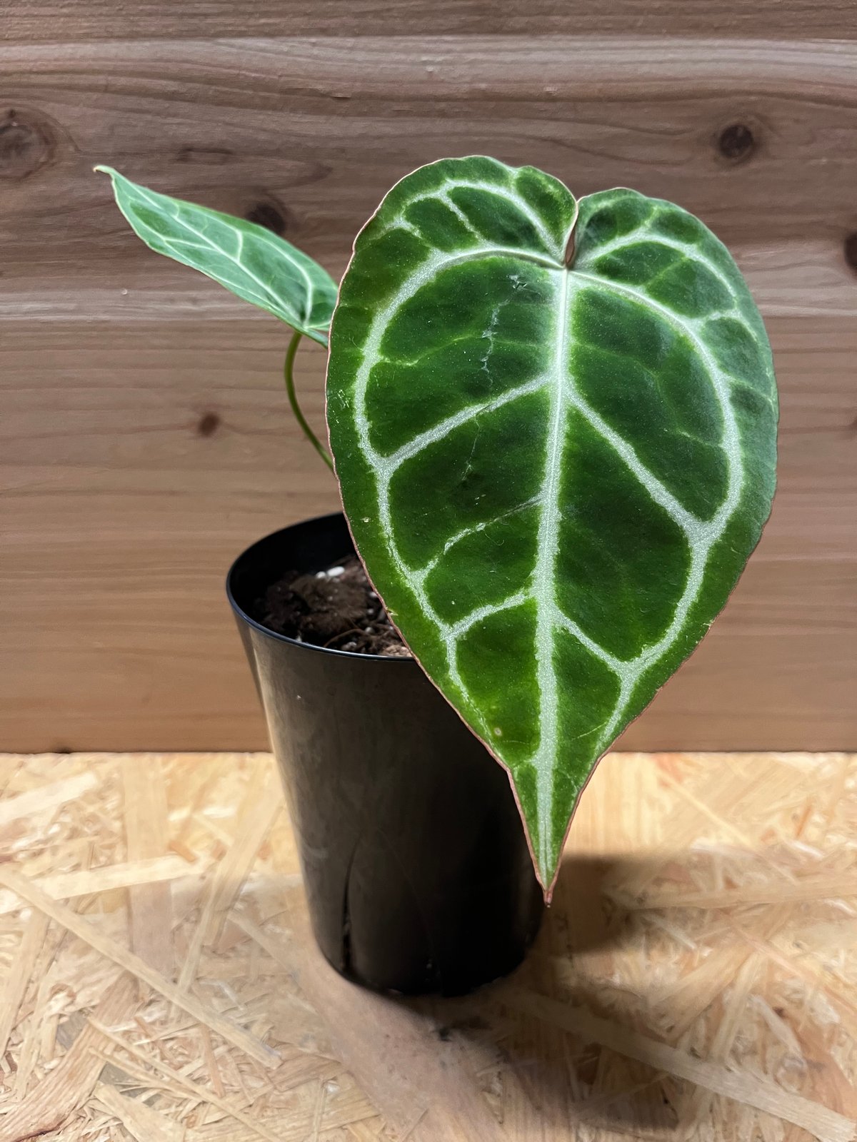 5 アンスリウム レッドクリスタリナム×SKG シルバー 本日のサービス品