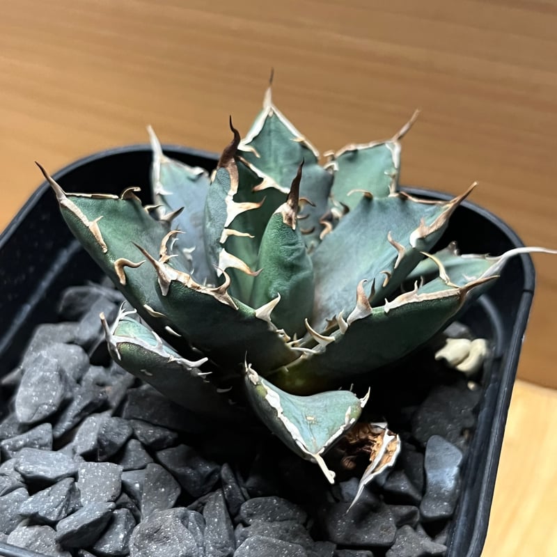 アガベ チタノタ 三叉戟 トライデント | GREEN LUCK