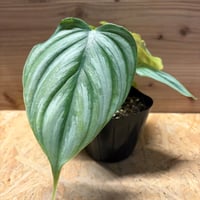 フィロデンドロン 'エメラルドクイーン' 斑入り | GREEN LUCK