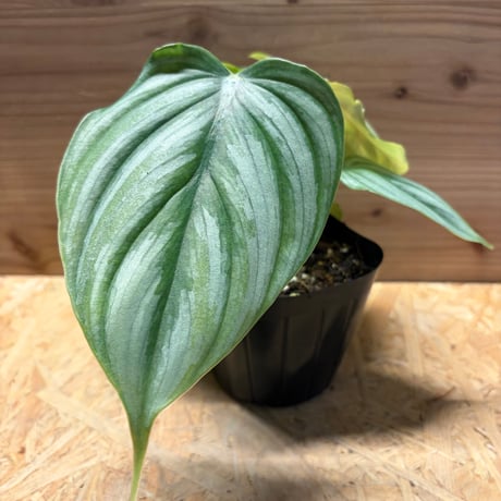 フィロデンドロン | STORES