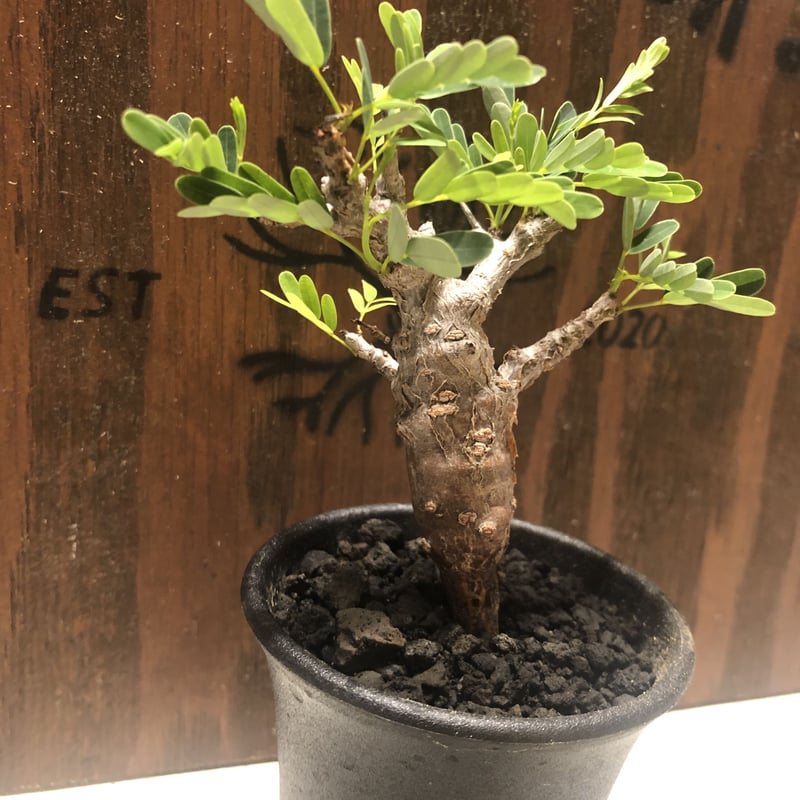 センナ メリディオナリス | GREEN LUCK