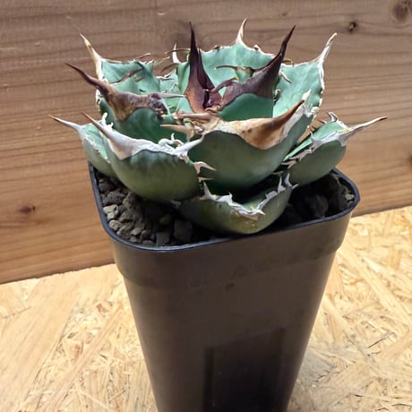 アガベ　オテロイ　オアハカ実生