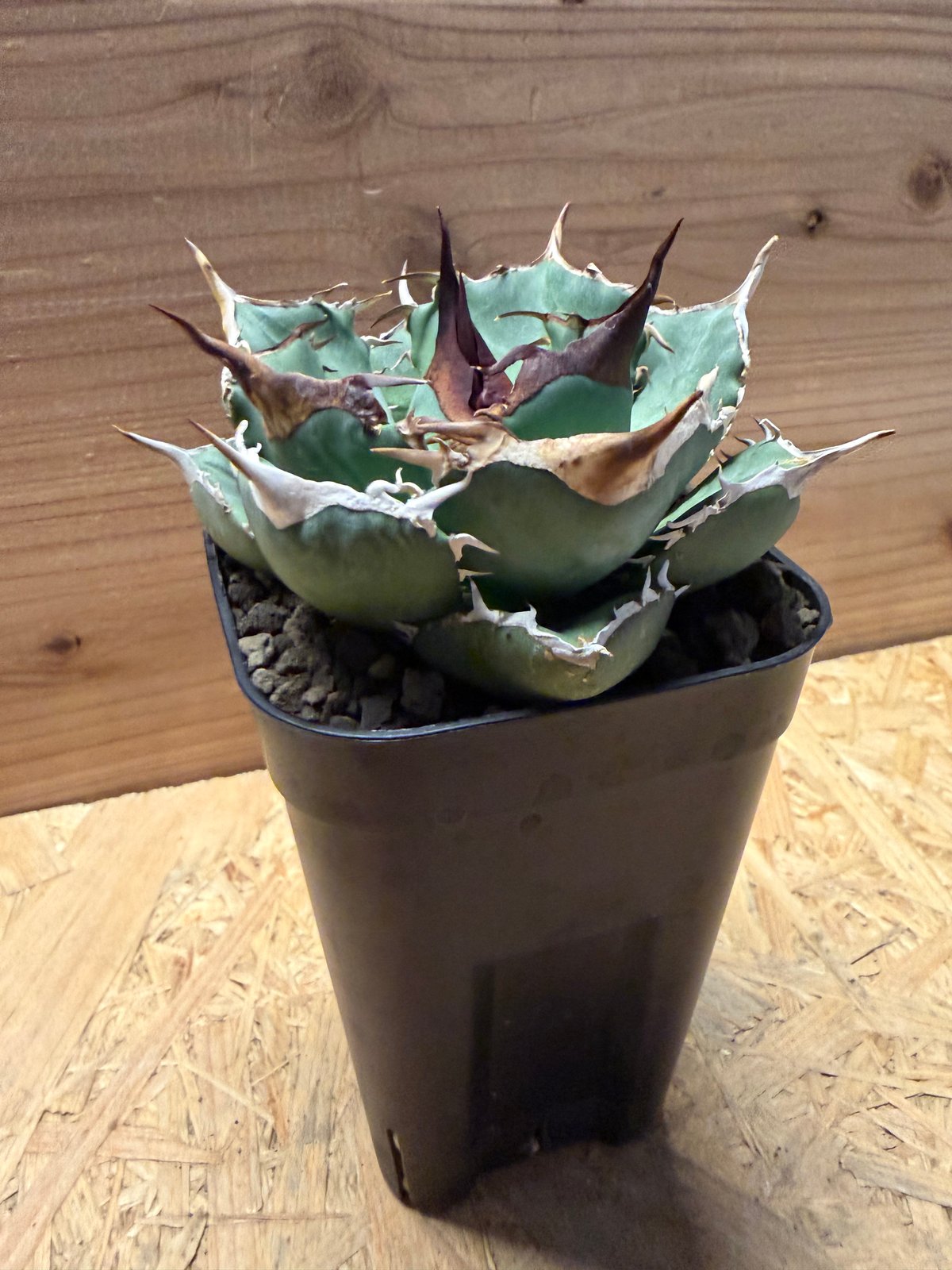 アガベ オテロイ オアハカ実生 | GREEN LUCK