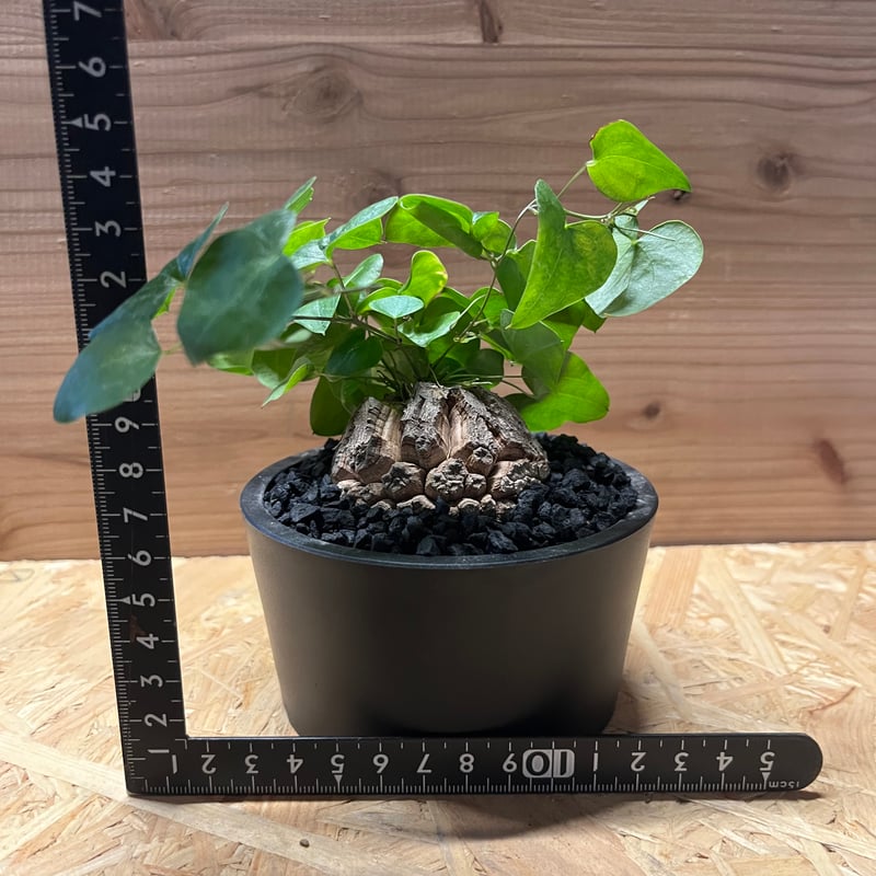 亀甲竜 ディオスコレア エレファンティペス | GREEN LUCK