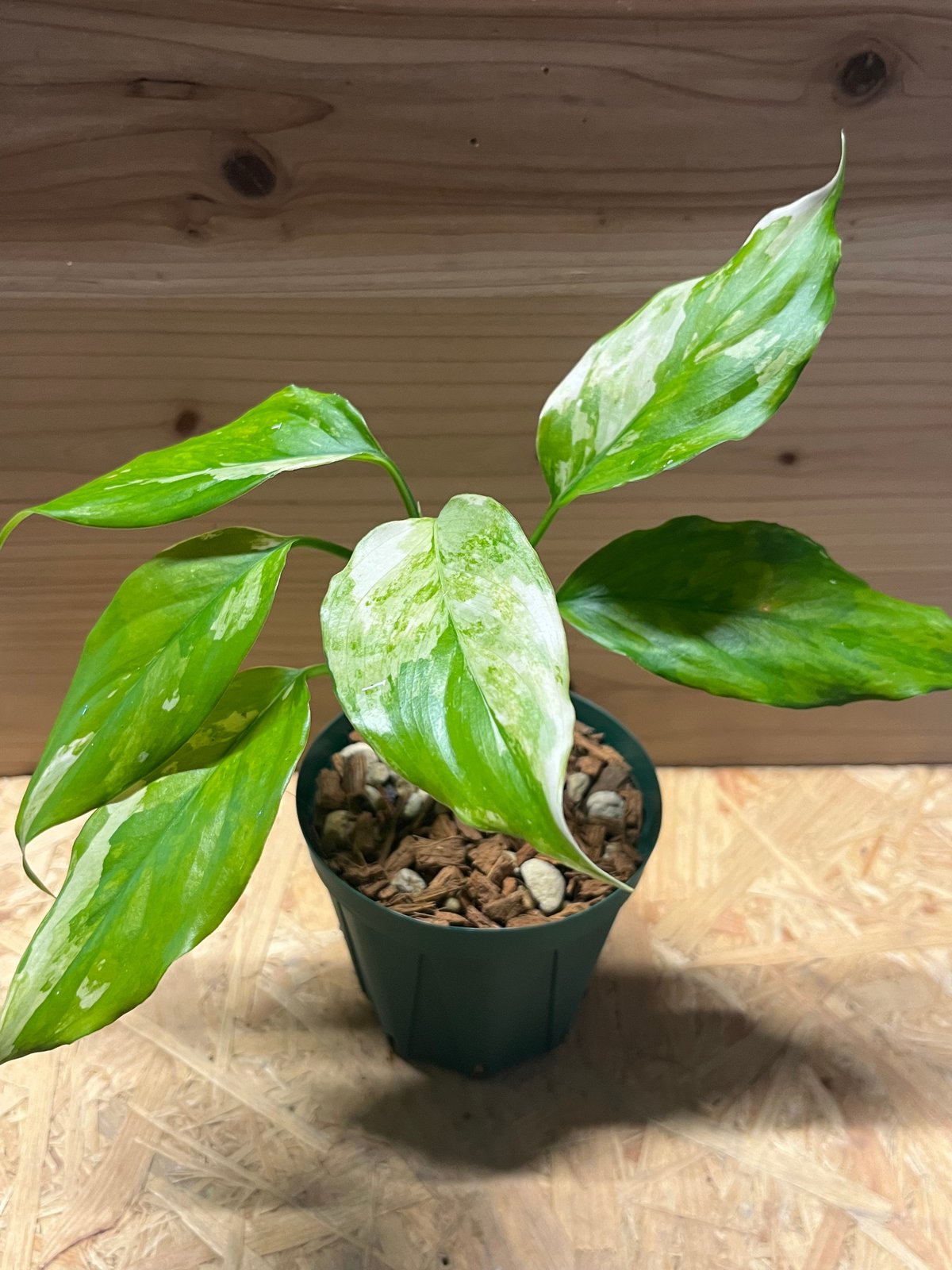 モンステラ Noid 微斑入り アグラオネマ本舗産 モンス］Monstera mint
